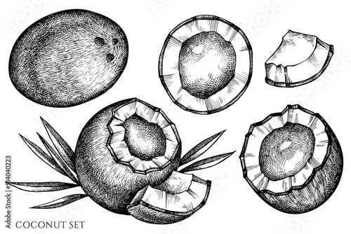 Fruits vintage vector illustrations collection. Black and white coconut.