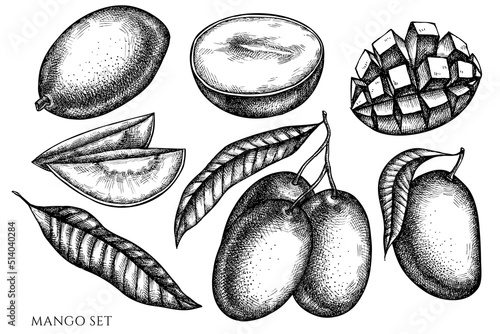 Fruits vintage vector illustrations collection. Black and white mango.