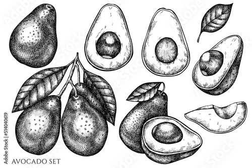Fruits vintage vector illustrations collection. Black and white avocado.