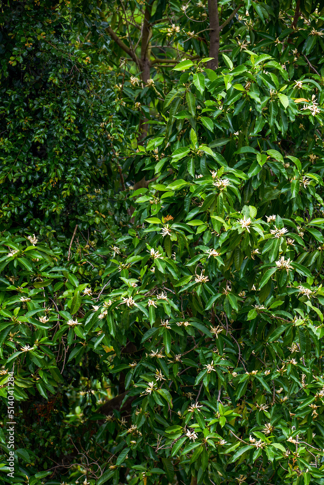 A blooming and lush magnolia tree A blooming and lush magnolia tree