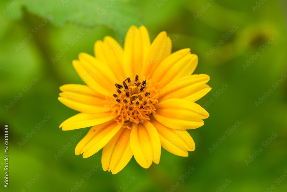 Close-up of a blooming beautiful yellow chrysanthemum Close-up of a blooming beautiful yellow chrysanthemum