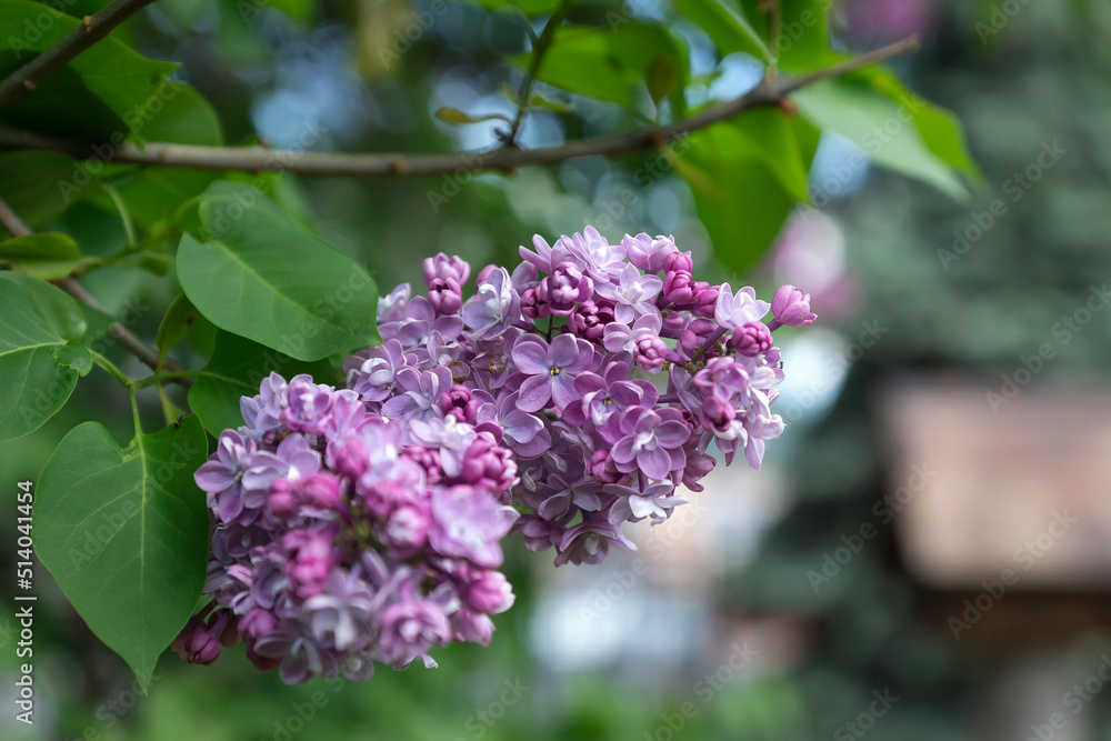 Beautiful lilac flowers with selective focus. Violet lilac flower with blurred green leaves. Blooming lilac bush with a delicate tiny flower.