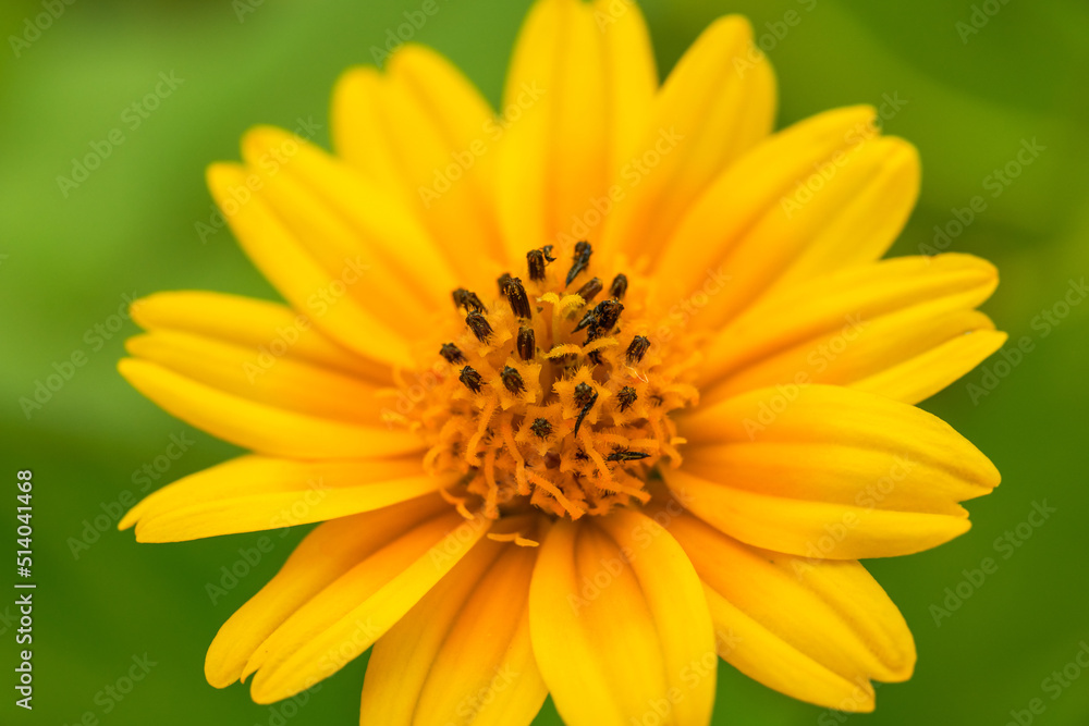 Close-up of a blooming beautiful yellow chrysanthemum Close-up of a blooming beautiful yellow chrysanthemum