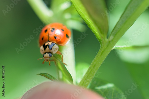 The invasive Asian Lady Beetle is found in our yard in Windsor in Upstate NY this summer,  Orange spotted ladybug on a green plant shot as macro.
