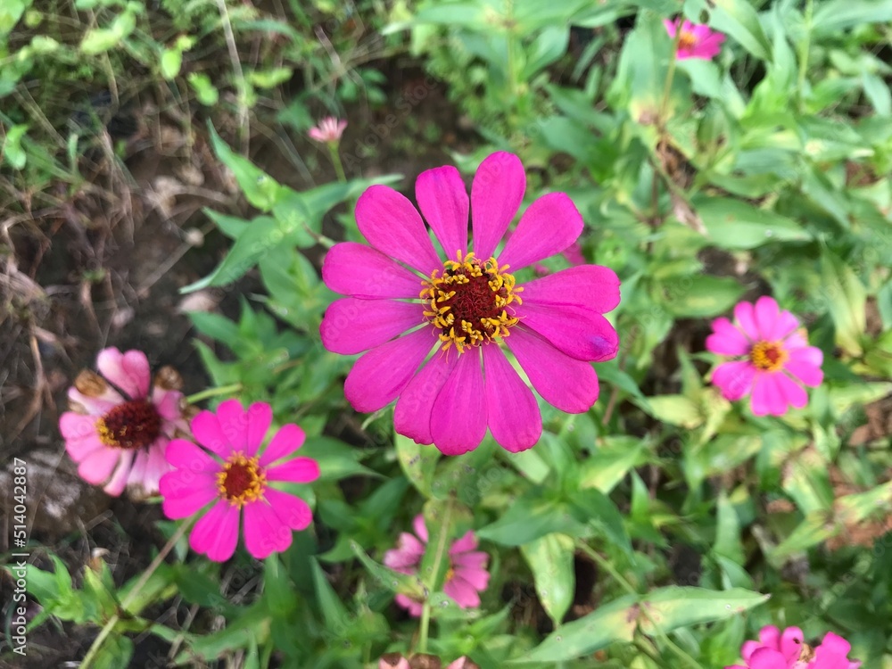 beautiful flower pink color with leaf green nature background fresh natural beautiful flower pink color with leaf green nature background fresh natural