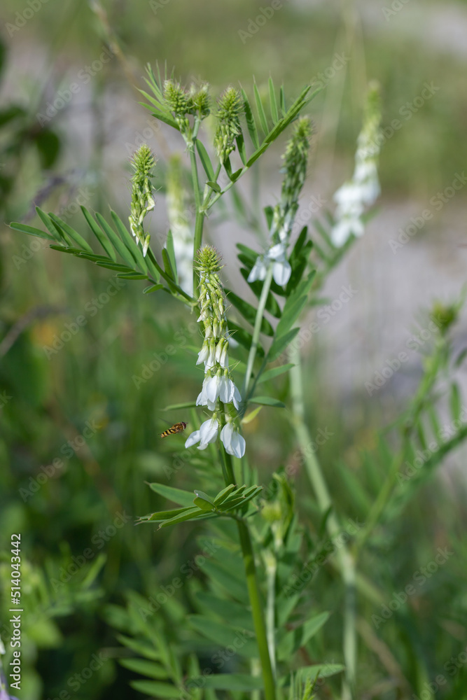 Inflorescence of goat's rute (Galega officinalis). Inflorescence of goat's rute (Galega officinalis).