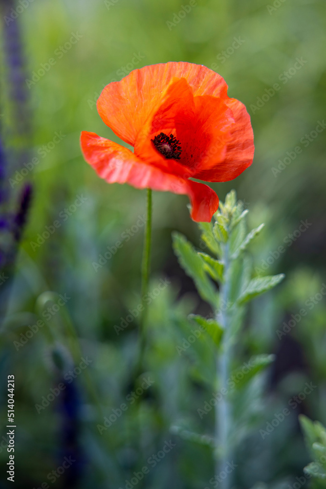 blühender Mohn auf einem Feld blühender Mohn auf einem Feld