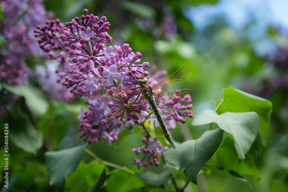 Close-up of a dragonfly resting on a lilac bush. Close-up of a dragonfly resting on a lilac bush.