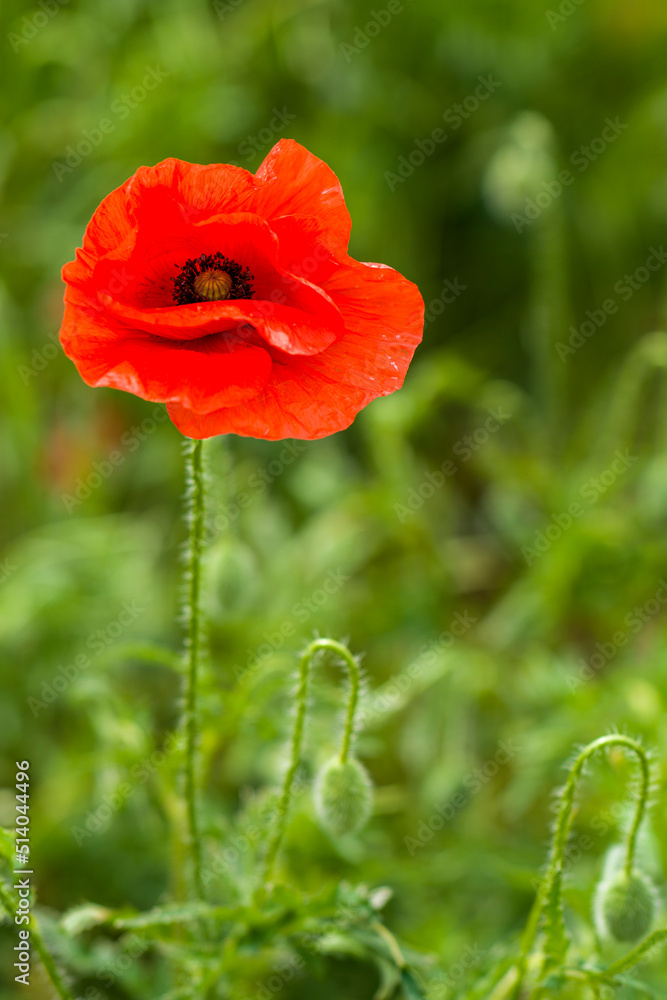 Fototapeta premium blühender Mohn auf einem Feld