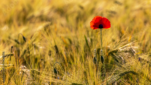 blühender Mohn auf einem Feld