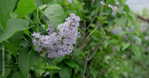 A branch of flowering purple lilac swings in the wind. High quality 4k footage