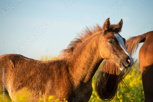 portrait of beautiful sorrel foal of sportive breed in meadow at blossom freedom with mom.