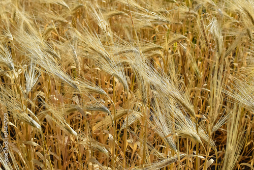 valley, fresh, country, scenic, scene, grow, bright, barley, healthy, countryside, autumn, beautiful, dry