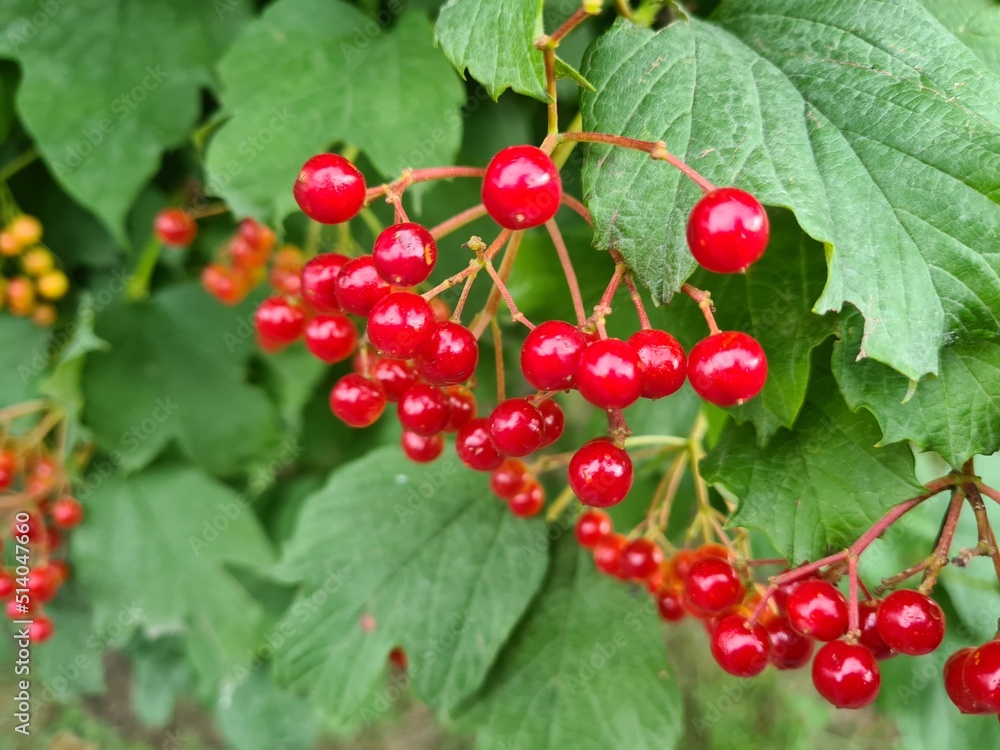 red berries of viburnum red berries of viburnum