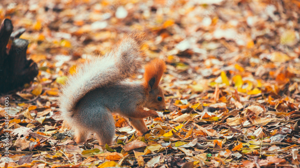 Squirrel in the autumn park Squirrel in the autumn park