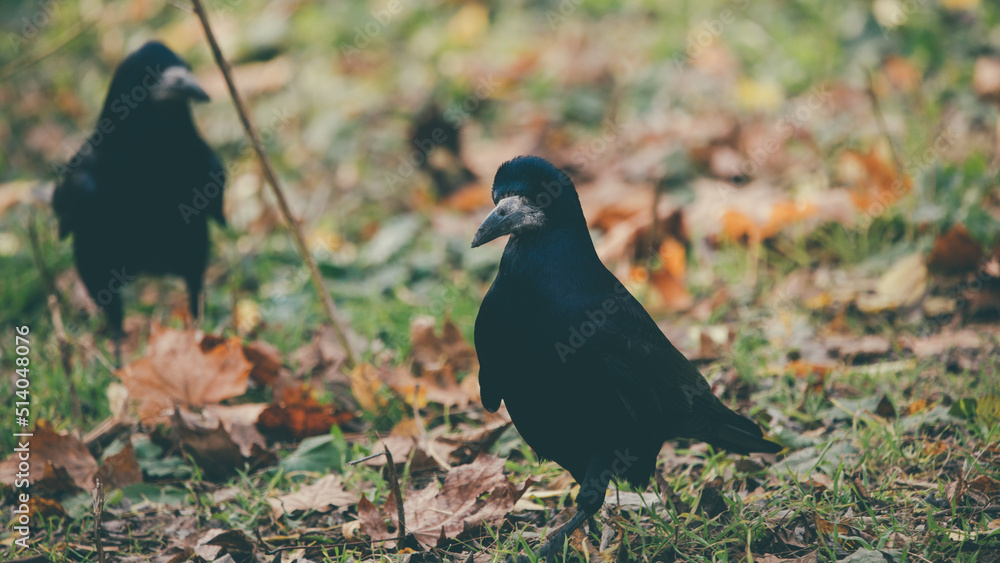 Crow in the autumn park Crow in the autumn park