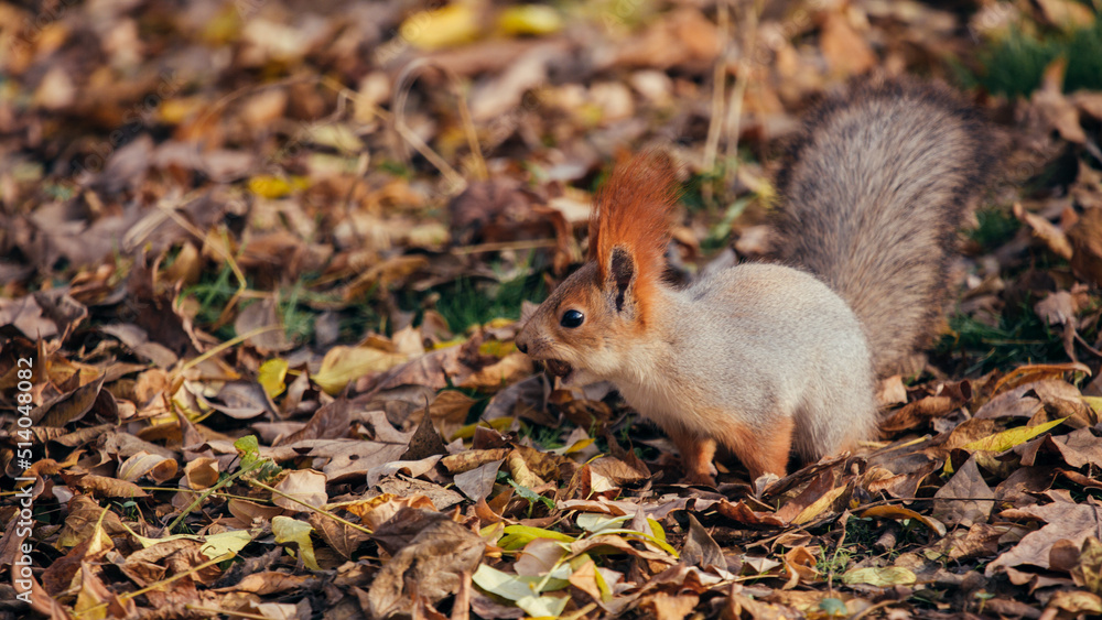 Squirrel in the autumn park Squirrel in the autumn park