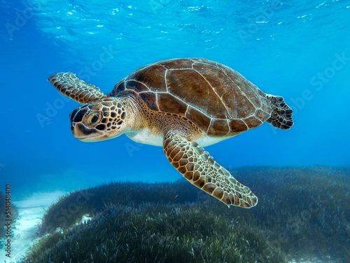 Obraz na płótnie Chelonia mydas -Green sea turtle from the island of Cyprus