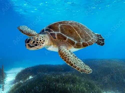 Obraz Chelonia mydas -Green sea turtle from the island of Cyprus 