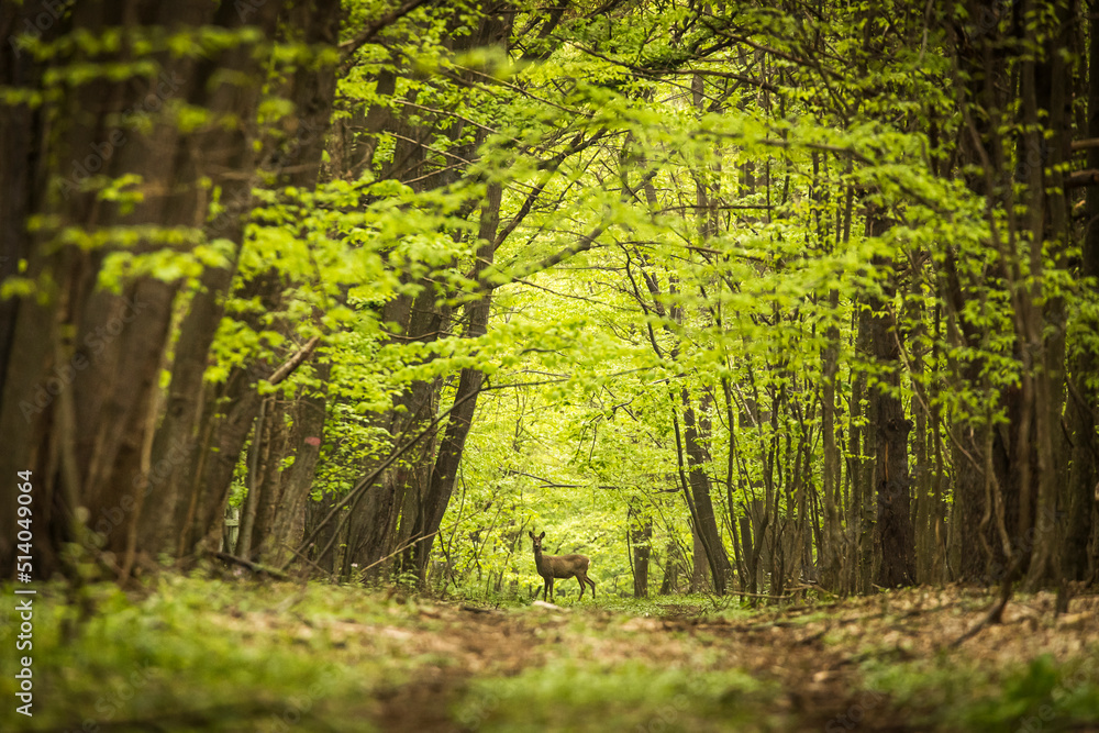 Beautiful deer in the middle of road in the forest during summer time