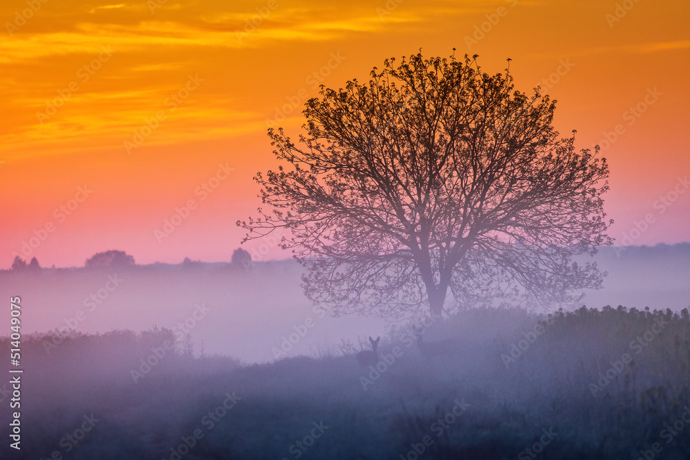 Single tree in rape field with beautiful and colorful sunrise in background Single tree in rape field with beautiful and colorful sunrise in background