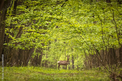 Fototapeta Naklejka Na Ścianę i Meble -  Beautiful deer in the middle of road in the forest during summer time