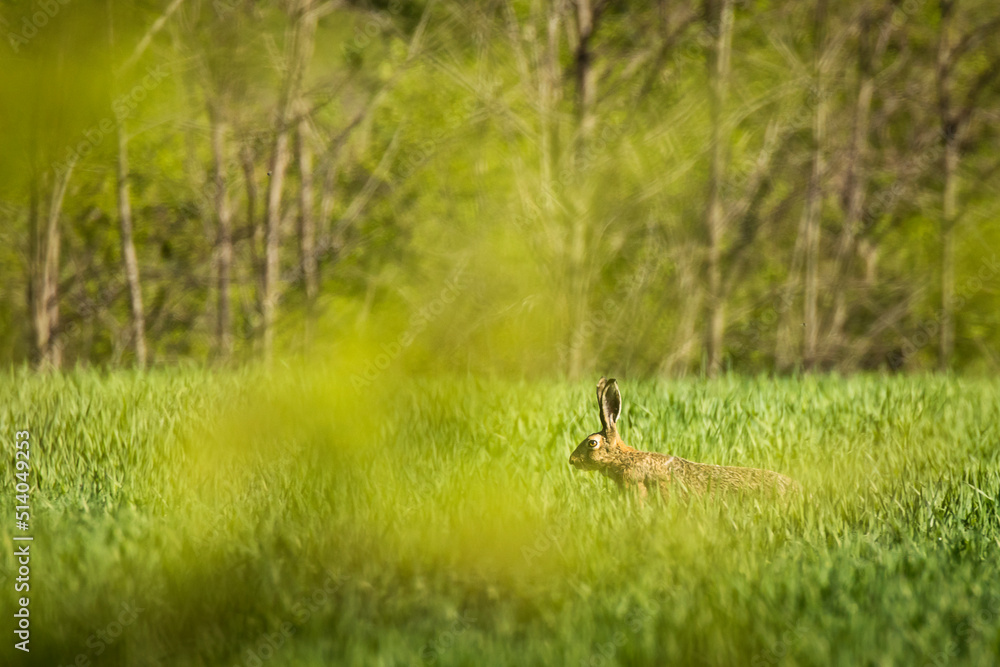 Wild rabbit in the green grass durin summer time with forest in background Wild rabbit in the green grass durin summer time with forest in background