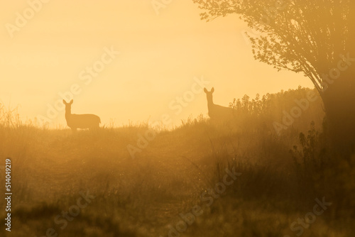 Beautiful deer in a rape field during sunrise