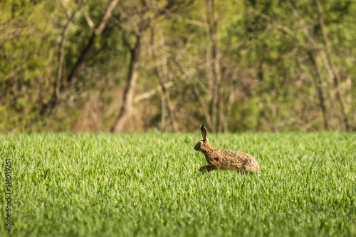 Wild rabbit in the green grass durin summer time with forest in background © danmir12