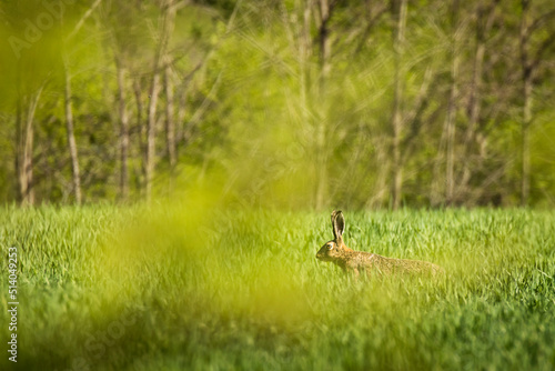 Wild rabbit in the green grass durin summer time with forest in background