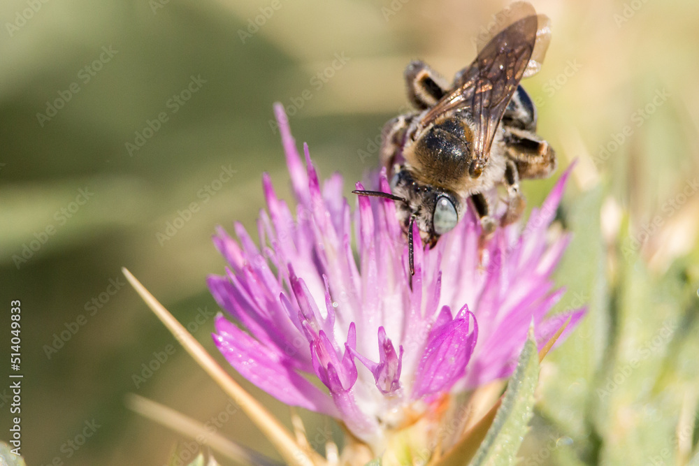 Abeja amegilla polinizando flor de planta Centaurea Abeja amegilla polinizando flor de planta Centaurea
