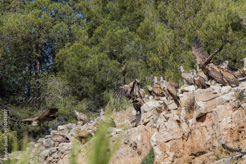 Reunion de Buitres Leonados en el Parc Natural dels Voltors, Alcoy, Sierra de Mariola