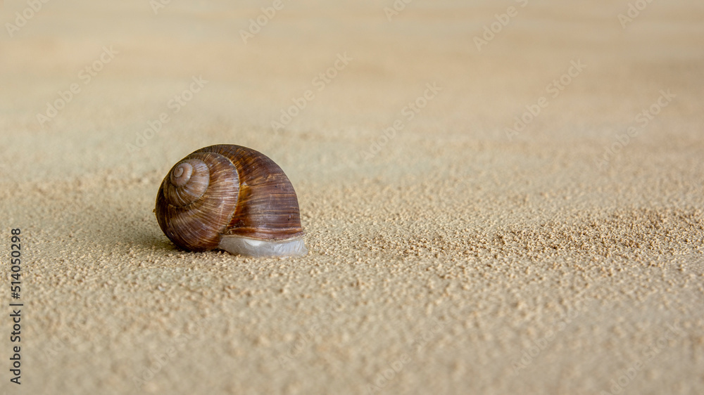 shell of snail on yellow background with copy space behind snail shell shell of snail on yellow background with copy space behind snail shell