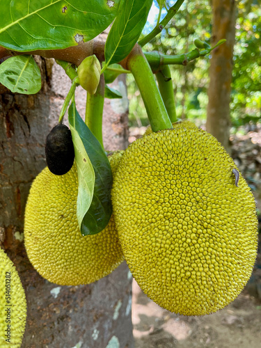 Jackfruit on a jack tree in tropical Sri Lanka