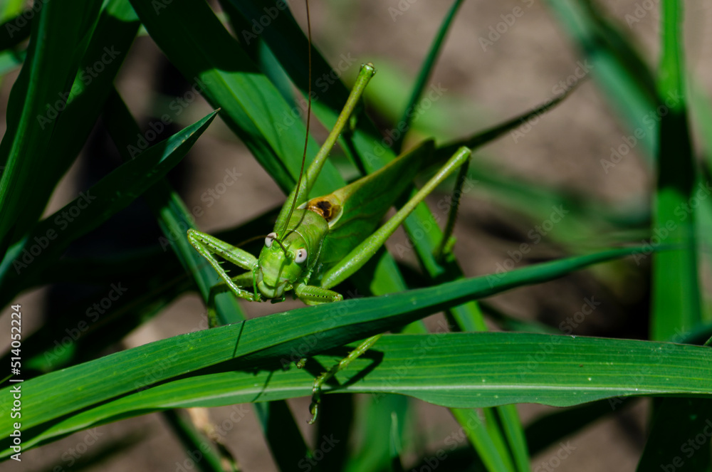 Locusts on wheat grain. Damage to the entire grain harvest. Devours everything in its path. Farmers' losses. A series of pictures. Locusts on wheat grain. Damage to the entire grain harvest. Devours everything in its path. Farmers' losses. A series of pictures.