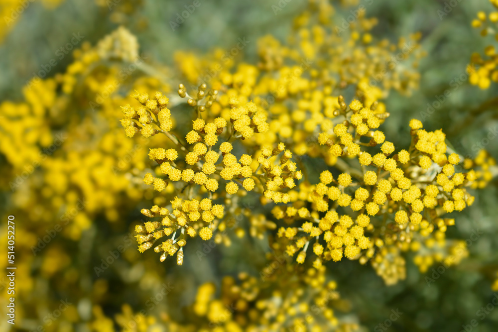 Italian everlasting flowers Italian everlasting flowers