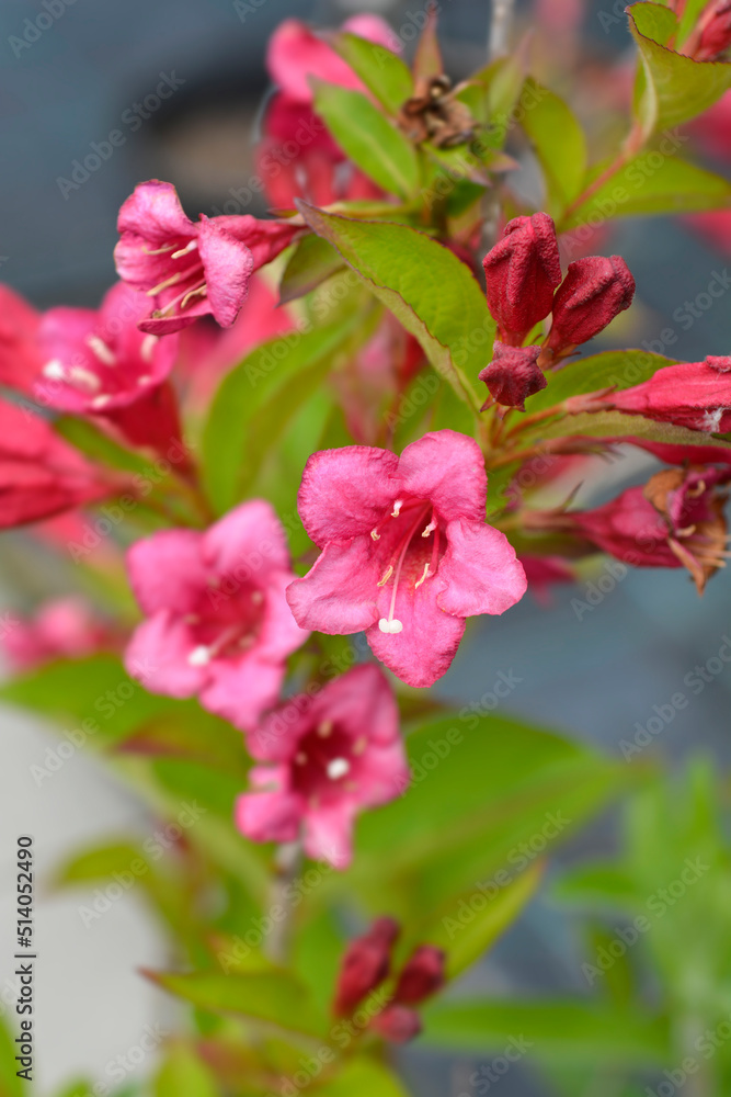 Old-fashioned weigela