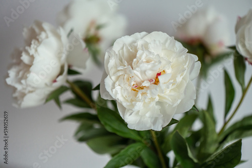 Photo of white fluffy peonies on white background © spass