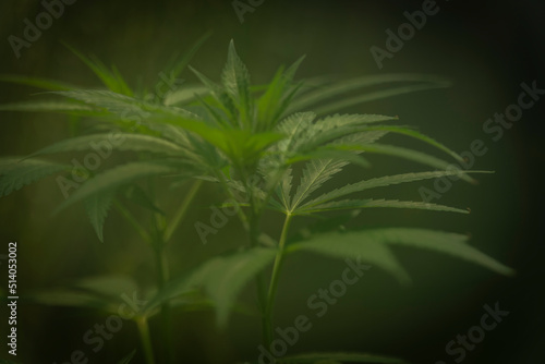 Young Matanuska tundra variety of marijuana flower in greenhouse with fog