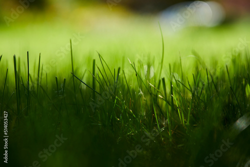 Add to Likebox.Lush green grass on sunny day