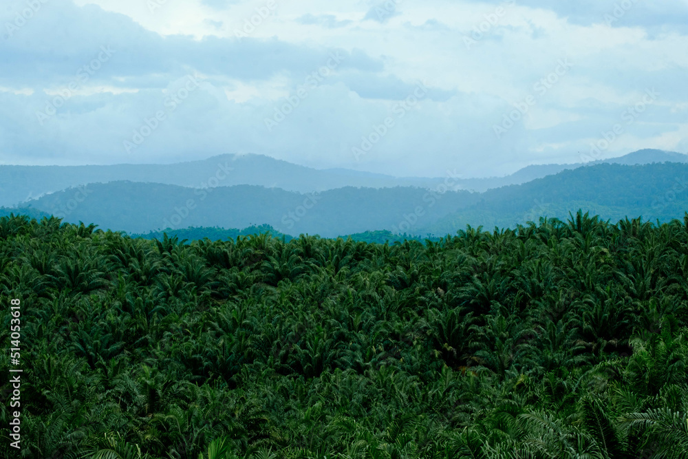 Oil palm plantations scenery in Rompin, Pahang, Malaysia with selective focus applied. Oil palm plantations scenery in Rompin, Pahang, Malaysia with selective focus applied.