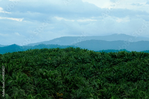 Oil palm plantations scenery in Rompin, Pahang, Malaysia with selective focus applied.