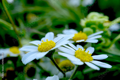 white daisy flower