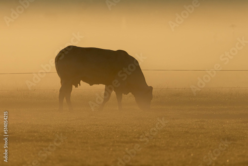 cows grazing in a field