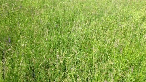 AERIAL, CLOSE UP: Flight above pasture with different grasses and meadow flowers. Detailed view of unmown lush green meadow in the countryside and diverse grassland vegetation moving in gentle breeze. photo