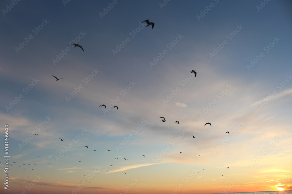 Fototapeta premium birds in the sky