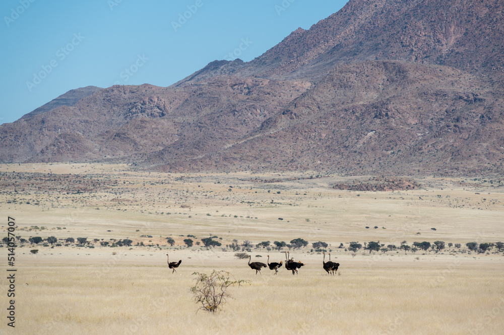 Ostriches in front of the Brandberg mountain in Namibia Africa Ostriches in front of the Brandberg mountain in Namibia Africa