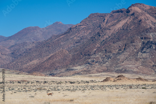 Springbok in front of the Brandberg mountain in Namibia Africa