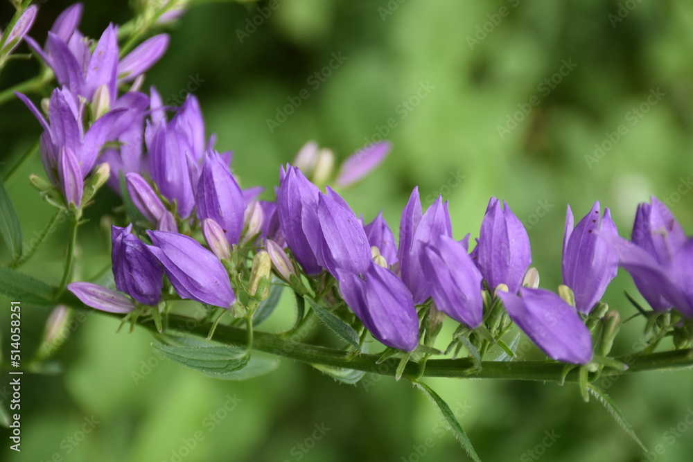 Meadow wild flowers in spring and summer Meadow wild flowers in spring and summer