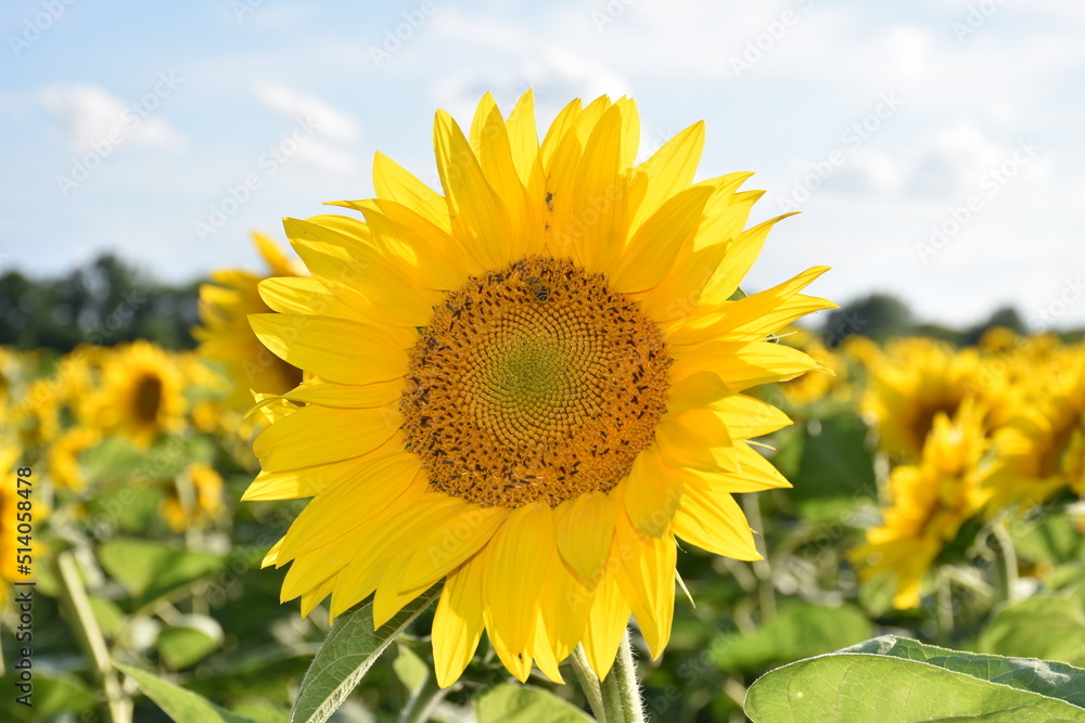sunflowers in the field sunflowers in the field